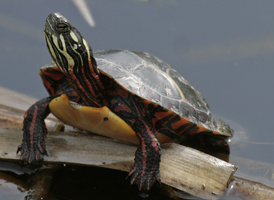 Painted Turtle
